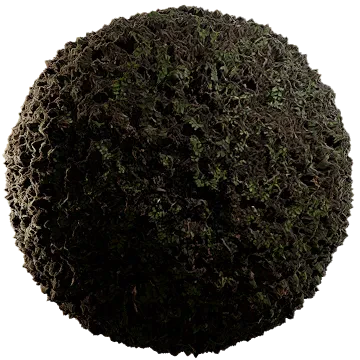 wild grass and ferns 001 — Descargar