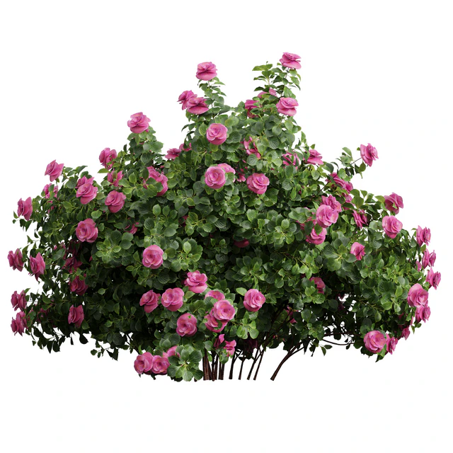 New Plant High detail Climbing Roses Bush — Descargar
