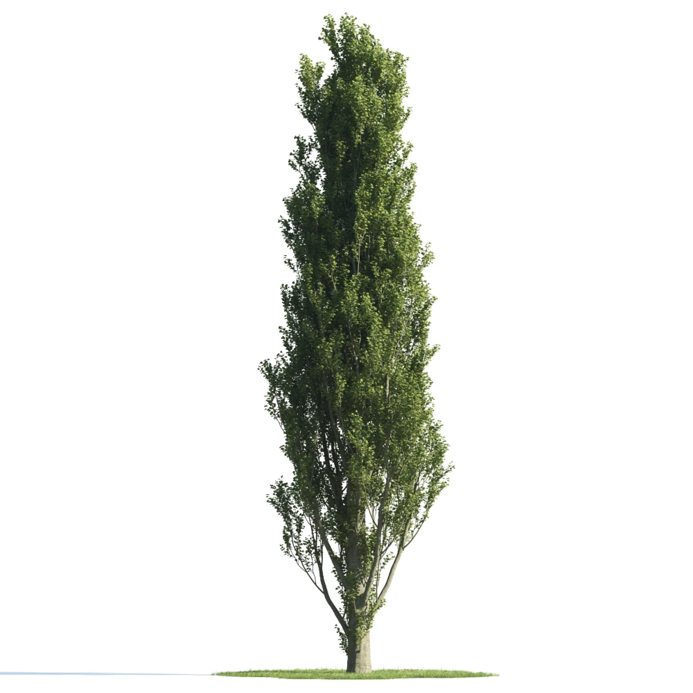 trees 024 — Descargar