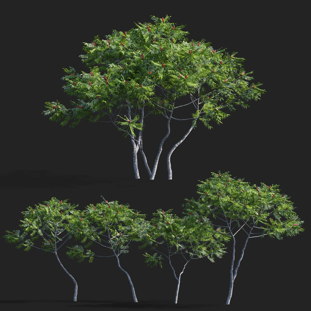 Deer-horned sumac | Rhus typhina 2 seasons — Descargar