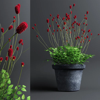 Plant The bloodthirsty. Sanguisorba — Ver 1