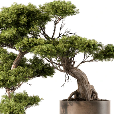 indoor Plant 455 - Bonsai Plant — Вид 3