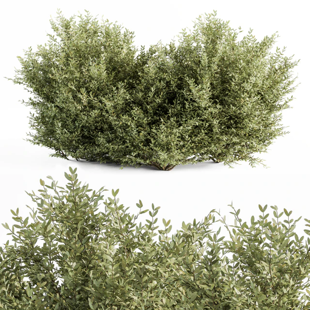 Buxsus Leaf Bush - Bush Set 27 — Descargar