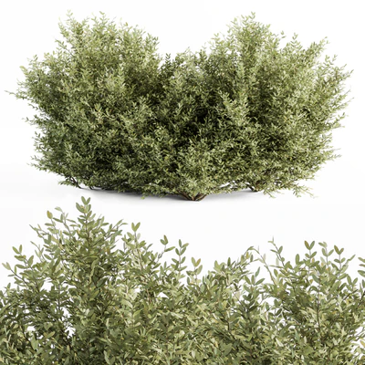 Buxsus Leaf Bush - Bush Set 27 — Ver 1