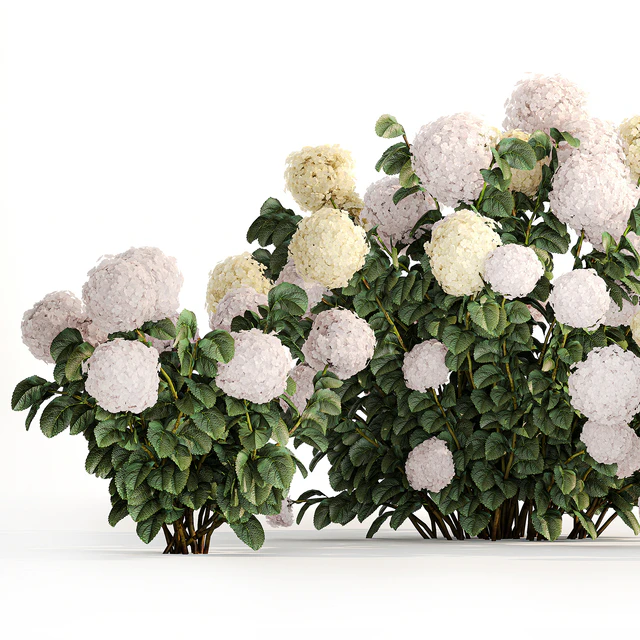 Three beautiful white hydrangea bushes with flowers for the garden, hedge, plant collection 1180 — Descargar