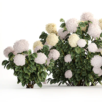 Three beautiful white hydrangea bushes with flowers for the garden, hedge, plant collection 1180 — Ver 7