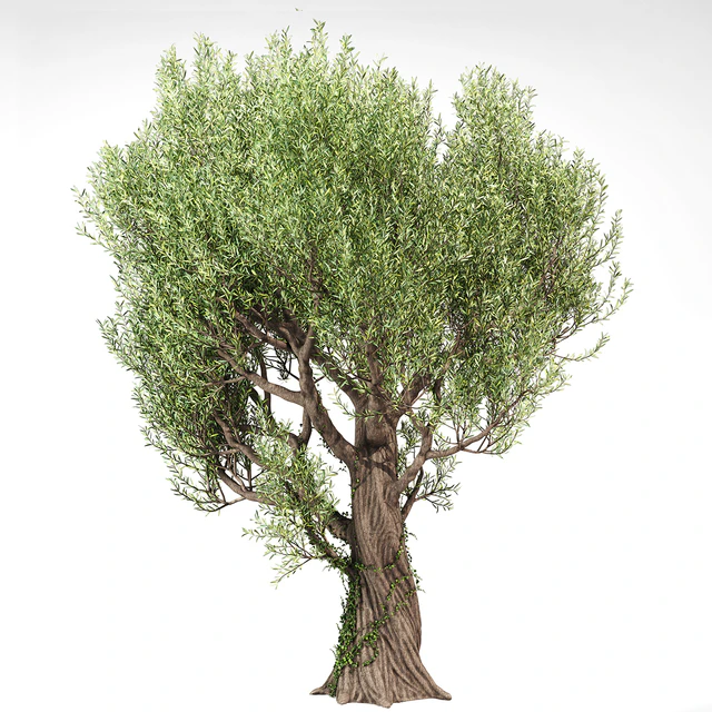 Olive Tree With Vines — Descargar