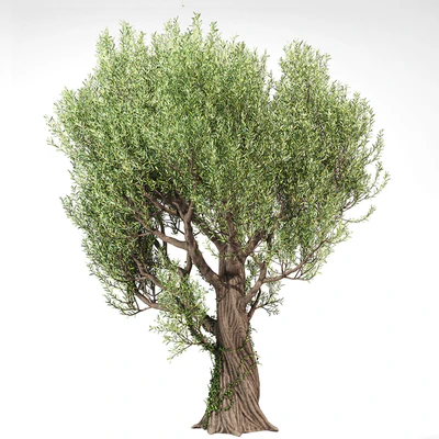 Olive Tree With Vines — Ver 5