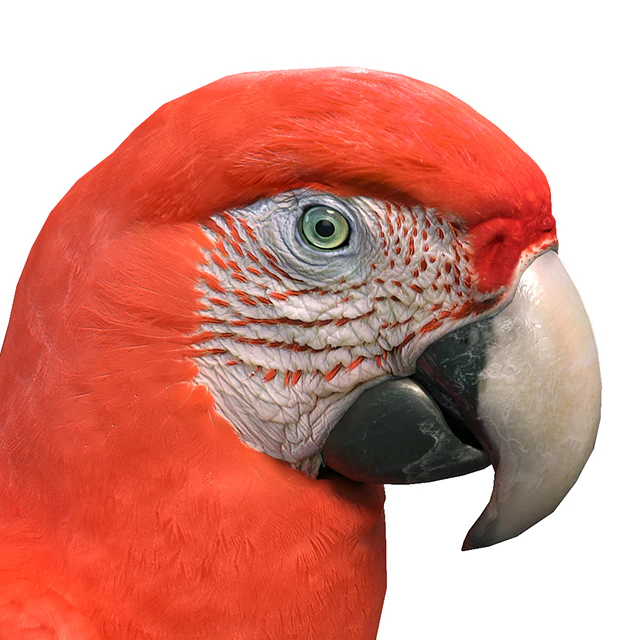 Red macaw — Descargar