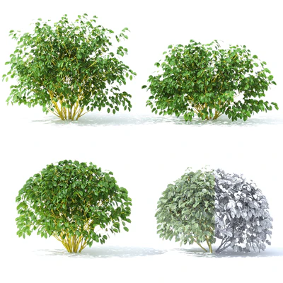 Desert Scion | Cornus sericea `Flaviramea` — Ver 3
