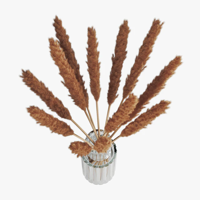 Pampas grass 05 — Descargar