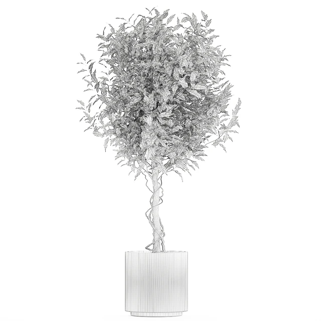 Beautiful interior tree in a modern pot Ficus benjamina. 1232 — Descargar