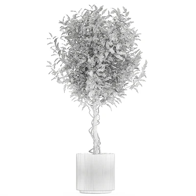 Beautiful interior tree in a modern pot Ficus benjamina. 1232 — Ver 7