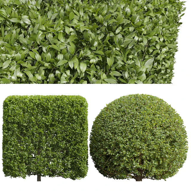 Ligustrum Quihoui Privet and Ficus Concinna Bonsai Pruned — Скачать