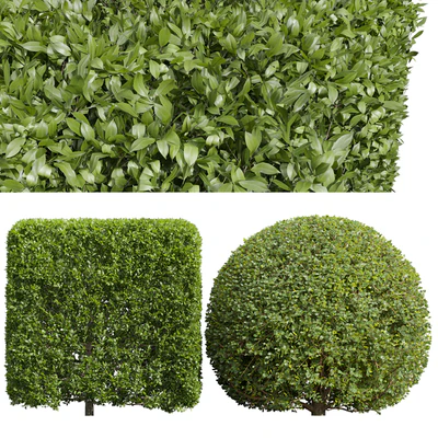 Ligustrum Quihoui Privet and Ficus Concinna Bonsai Pruned — Вид 1