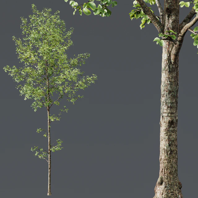 HQ Plants Alnus Glutinosa03 — Descargar