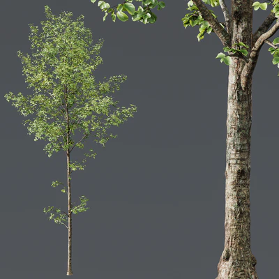 HQ Plants Alnus Glutinosa03 — Ver 3