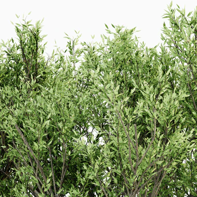 African Olive tree — View 3