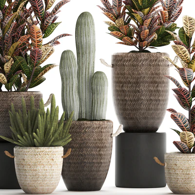 Collection of small plants in modern rattan baskets with Croton tree, cactus, sansevieria cylindrical. Set 433. — Ver 5