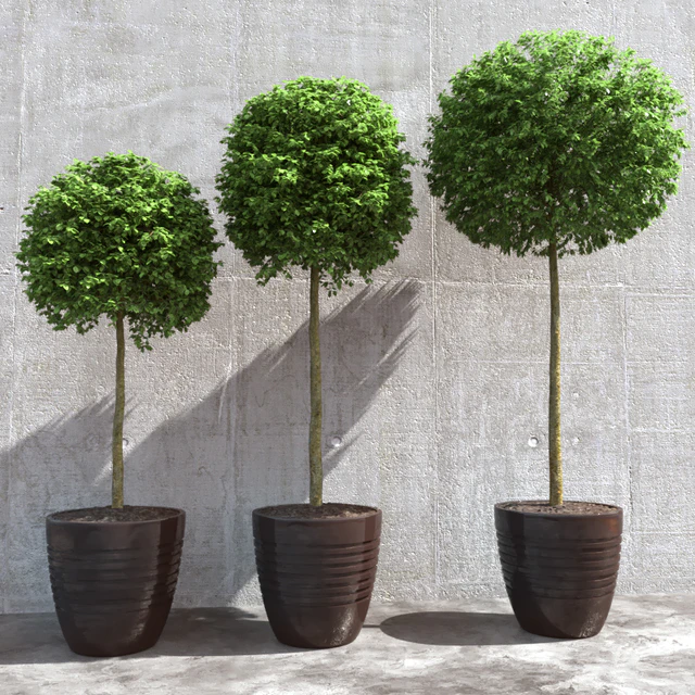 Three trees in pots — Descargar