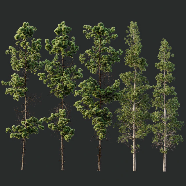 Pinus Palustris and Sphaeropteris Lepifera — Descargar