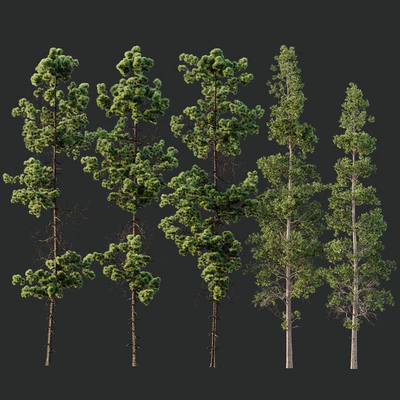 Pinus Palustris and Sphaeropteris Lepifera — Ver 5