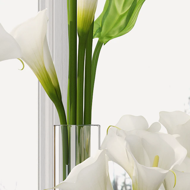 Calla Lily 5 — Descargar