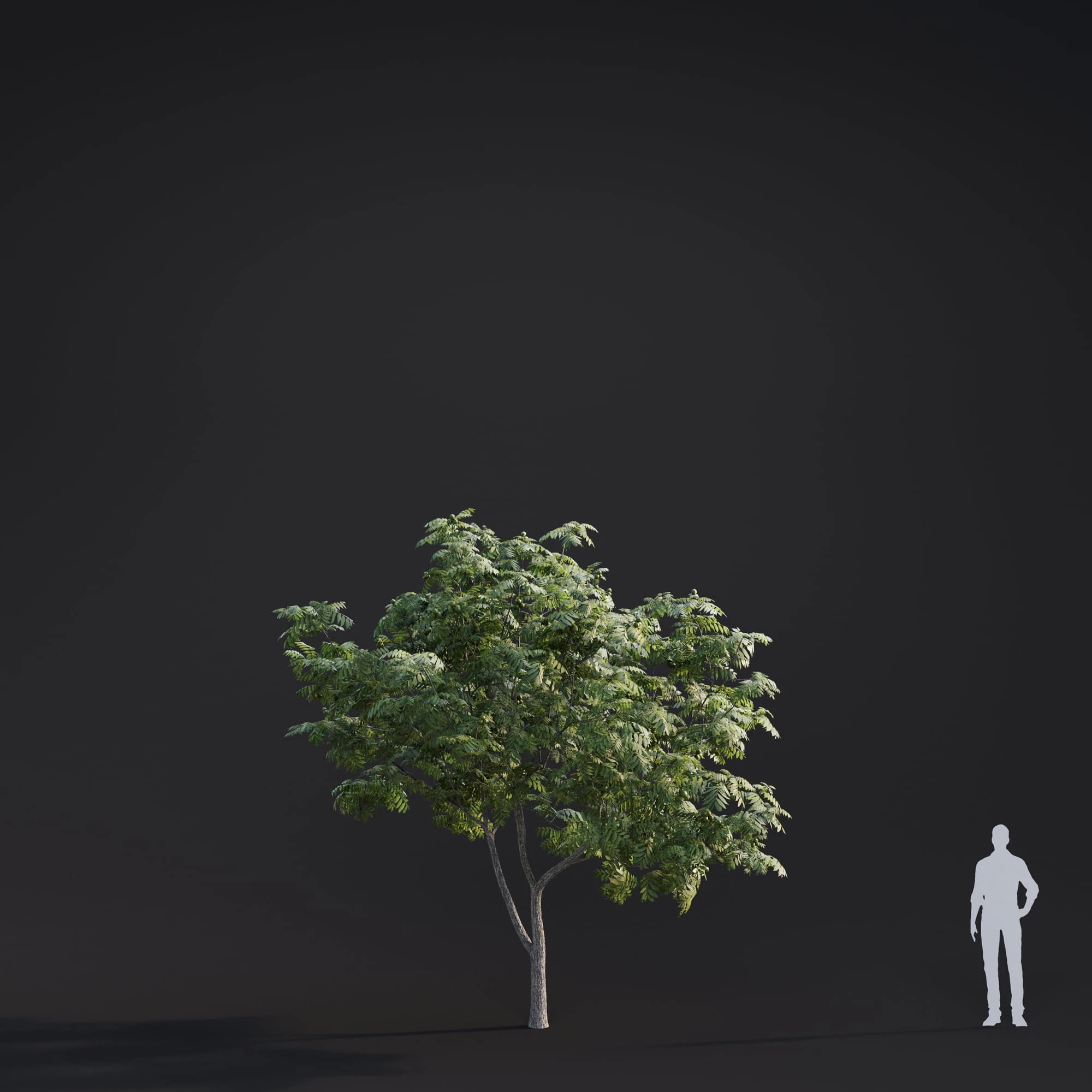 010 juglans major — Descargar