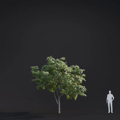 010 juglans major — Descargar