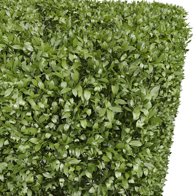 Ligustrum Quihoui Privet and Ficus Concinna Bonsai Pruned — Скачать