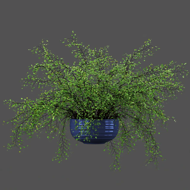 Adiantum или Венерин волос — Скачать