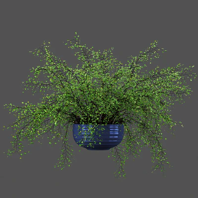 Adiantum или Венерин волос — Вид 5