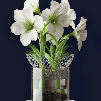 WHITE AMARYLLIS — Вид 2