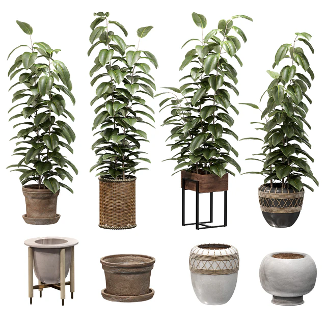 Ficuses in pots — Descargar