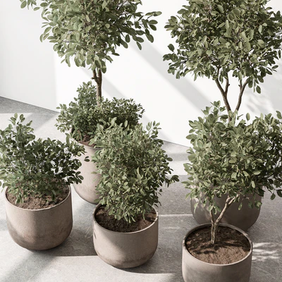 Indoor Plant 572 - European Olive — Ver 6