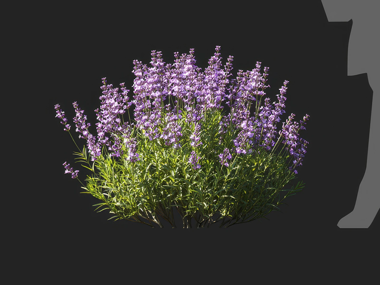 lavandula angustifolia 003 — Descargar