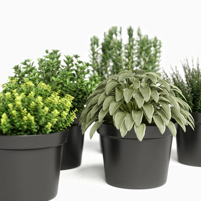 plants set 05 — Вид 3