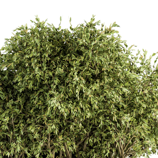 Ficuss Bush - Bush Set 13 — Descargar