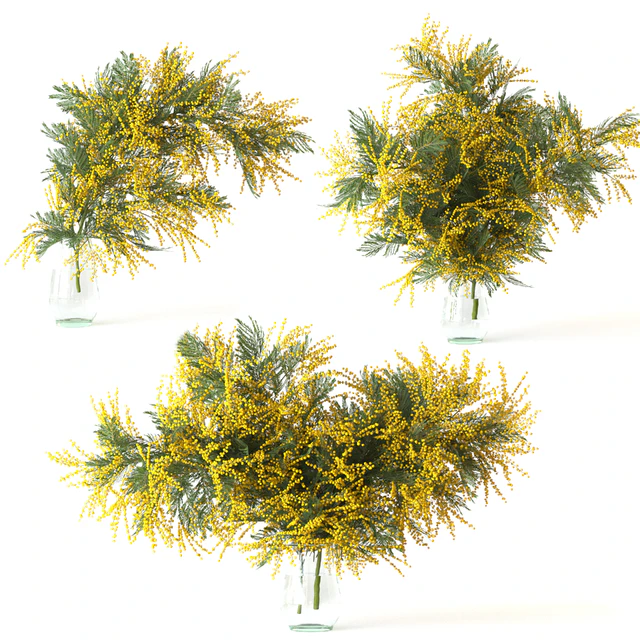 Mimosa — Descargar