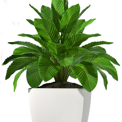 PEACE LILLY P28 — Ver 2