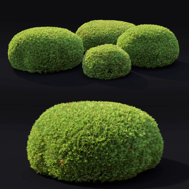Juniperus Globe — Скачать