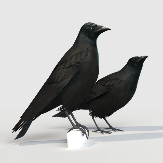 Carrion Crow (bird) — Скачать