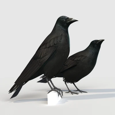 Carrion Crow (bird) — Вид 1