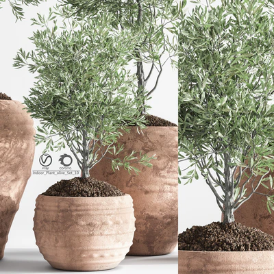 Indoor Plant olive Set 10 — Ver 6