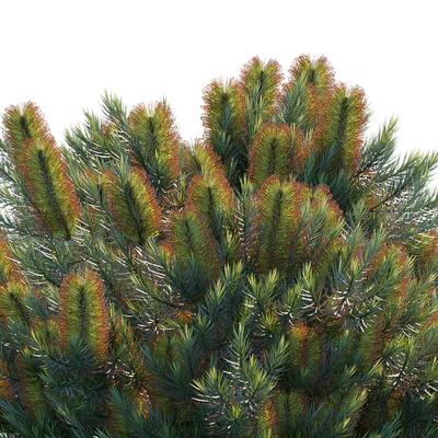 Banksia spinulosa | Cherry Candles — Вид 3