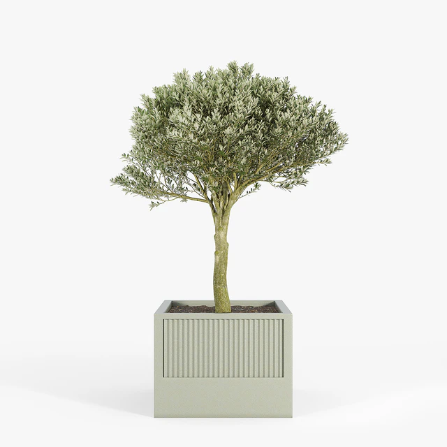 ICARIA Olea — Descargar