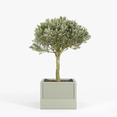ICARIA Olea — Ver 4