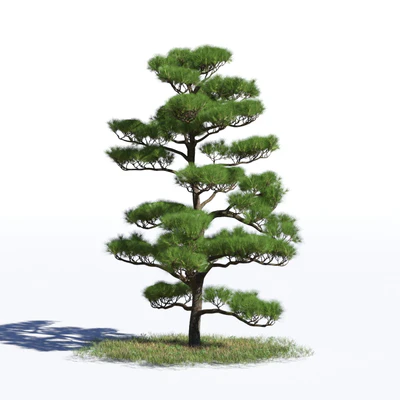 coniferous trees 039 — Descargar