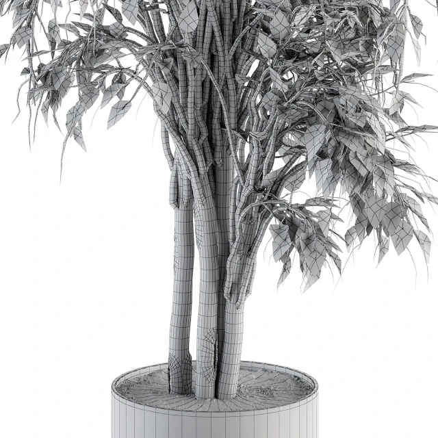 indoor Plant Set 266 - Ficus Benjamin Plant in pot — Descargar