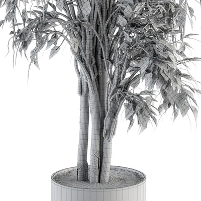 indoor Plant Set 266 - Ficus Benjamin Plant in pot — Ver 5